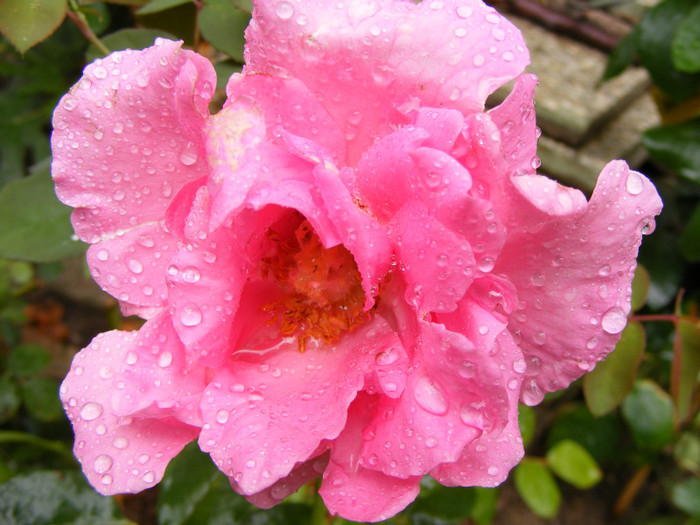 The McCartney Rose (Sweet Lady); Theahybrid,floare mare,20-40petale,parfum puternid,dulce,(5 din 5 puncte)h0,8-1,85m

