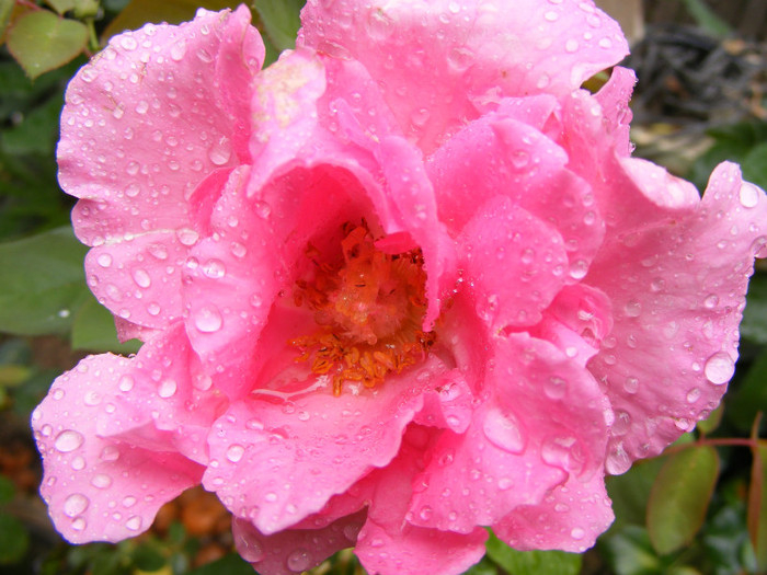 The McCartney Rose (Sweet Lady); Theahybrid,floare mare,20-40petale,parfum puternid,dulce,(5 din 5 puncte)h0,8-1,85m
