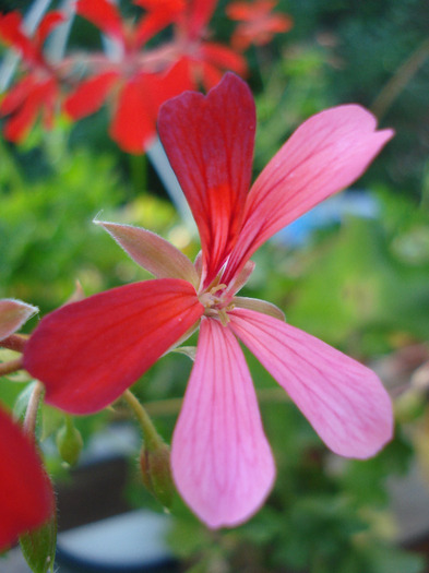 Mini Cascade Geranium (2011, Aug.02) - IVY-LEAVED Geranium Simple