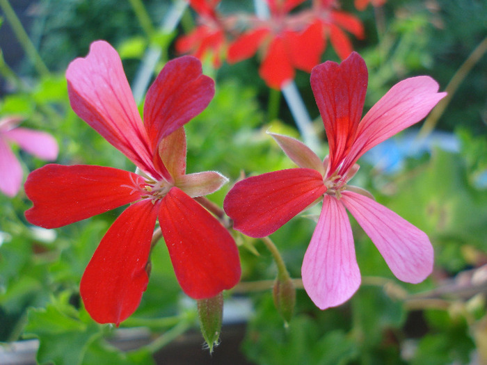 Mini Cascade Geranium (2011, Aug.02)