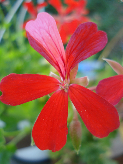 Mini Cascade Geranium (2011, Aug.02) - IVY-LEAVED Geranium Simple