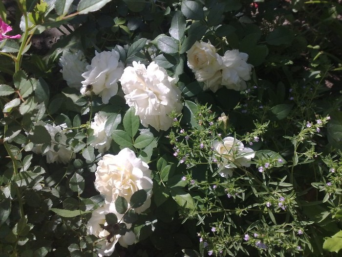 cosmos - TRANDAFIRII MEI