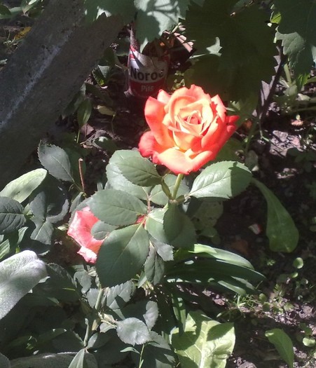 las vegas - TRANDAFIRII MEI