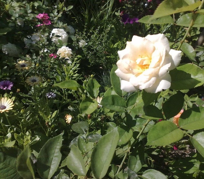 lenip - TRANDAFIRII MEI