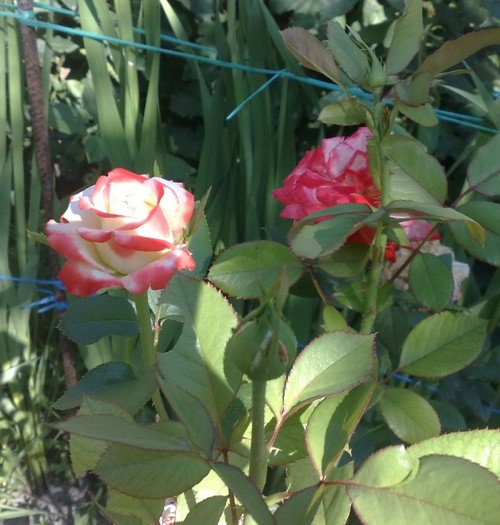 imp farah - TRANDAFIRII MEI