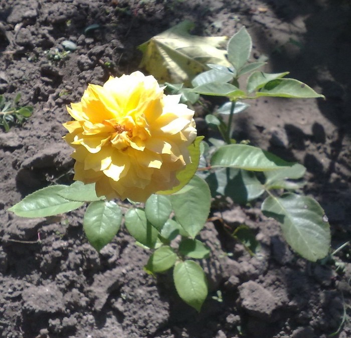 neidentificat deosebit