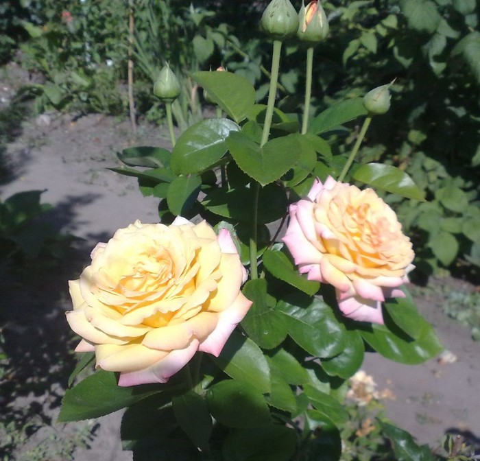 peace - TRANDAFIRII MEI