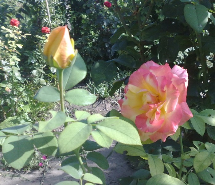 alinka - TRANDAFIRII MEI