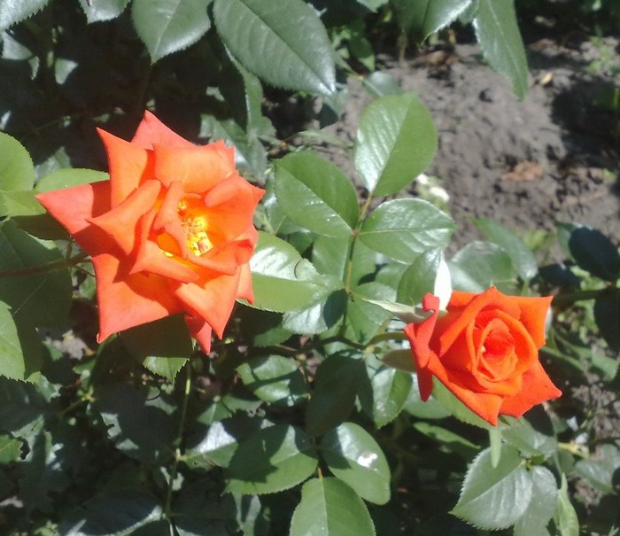 monica - TRANDAFIRII MEI