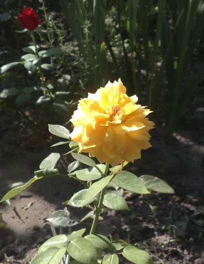 45 - TRANDAFIRII MEI