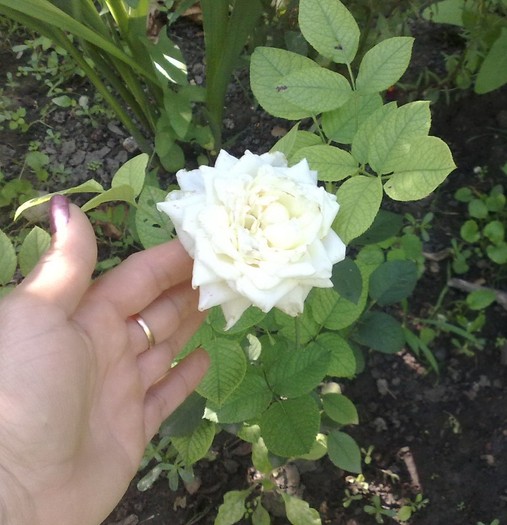 Pascali - TRANDAFIRII MEI