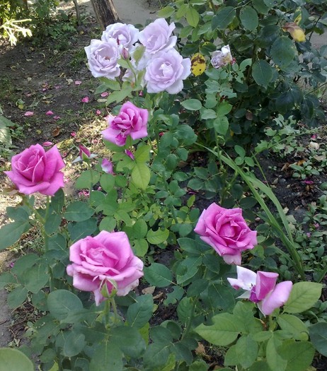 89 - TRANDAFIRII MEI