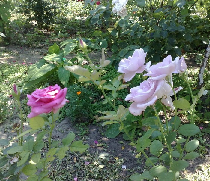 pasion si sissi - TRANDAFIRII MEI