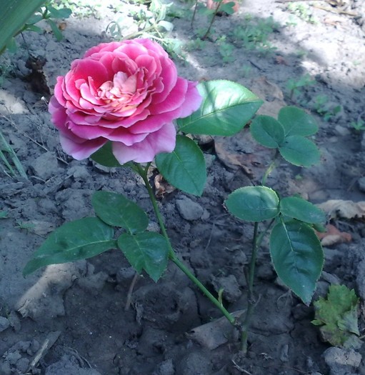 din butas_kronenbourg - TRANDAFIRII MEI