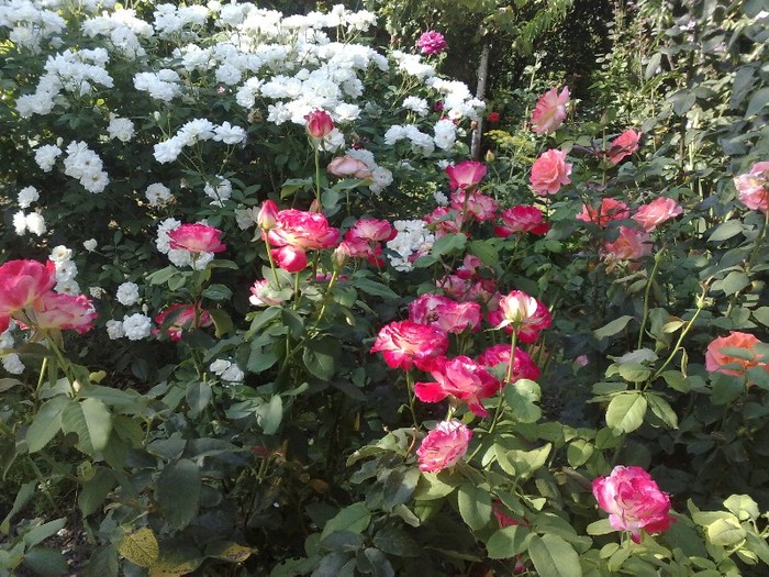 un spectacol.... - TRANDAFIRII MEI