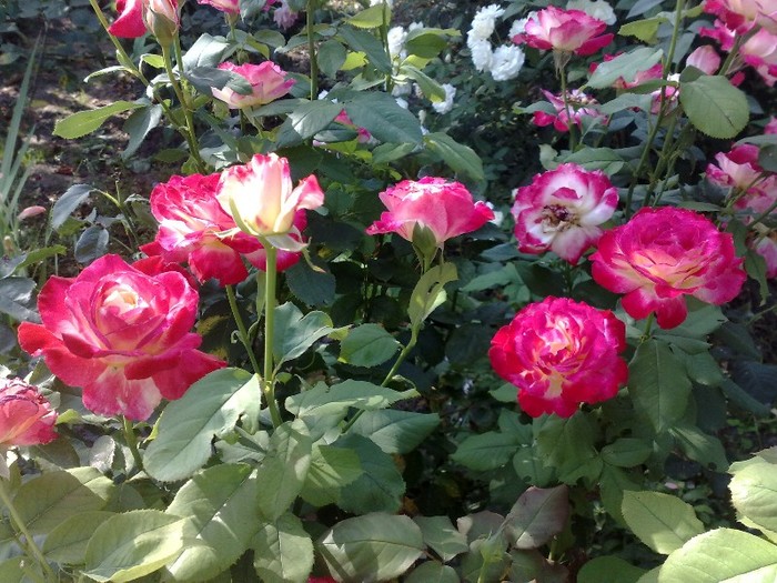 double delight - TRANDAFIRII MEI