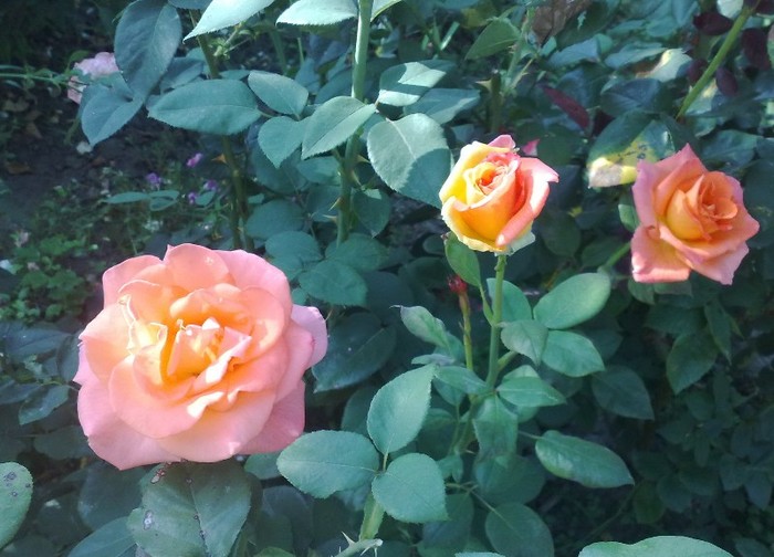 41 - TRANDAFIRII MEI