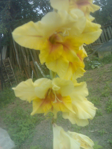 Fotografie03 - Gladiole