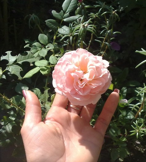 Abraham Darby_parfumat