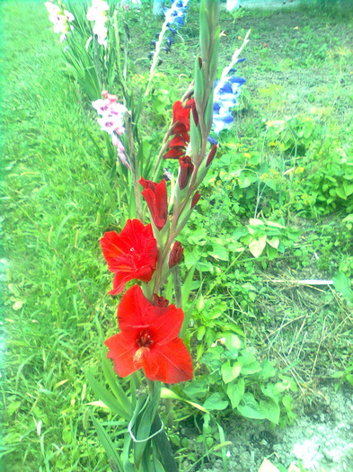 Fotografie05 - Gladiole