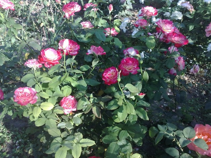 DD_un trandafir de vis