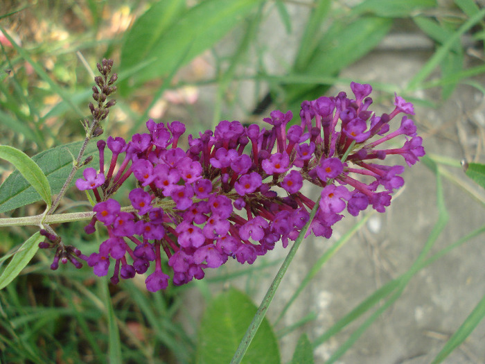 Buddleja Border Beauty (2011, Aug.04)