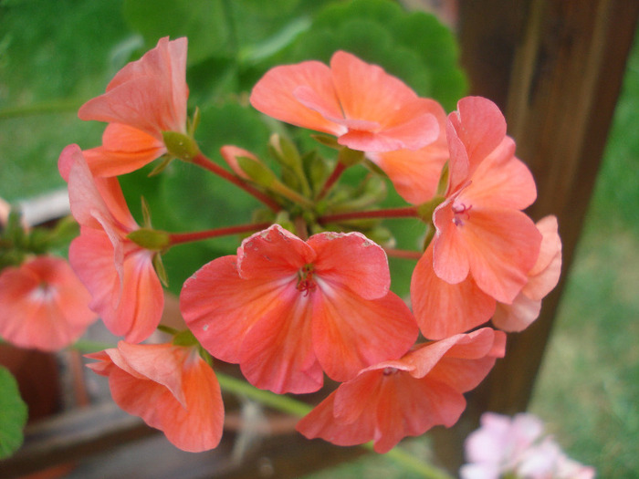 Geranium Deep Salmon (2011, Aug.04) - Geranium Deep Salmon