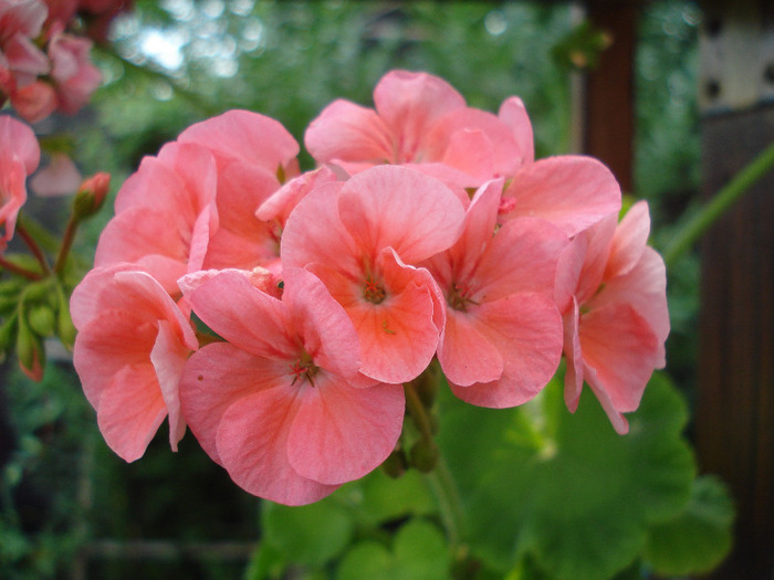 Geranium Deep Salmon (2011, Aug.04) - Geranium Deep Salmon