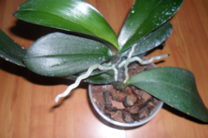 Orhidee reanimata 001
