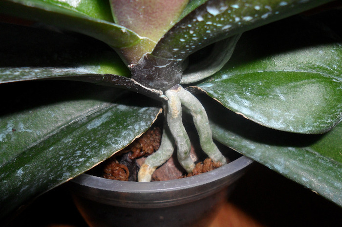 Orhidee reanimata 002