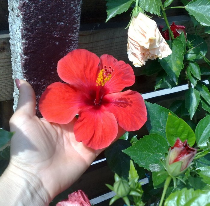 06 - HIBISCUSII MEI