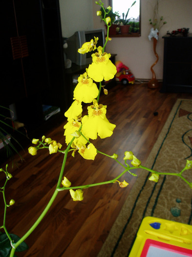 P1010022 - flori 2011