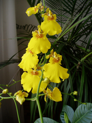orhidee oncidium - flori 2011