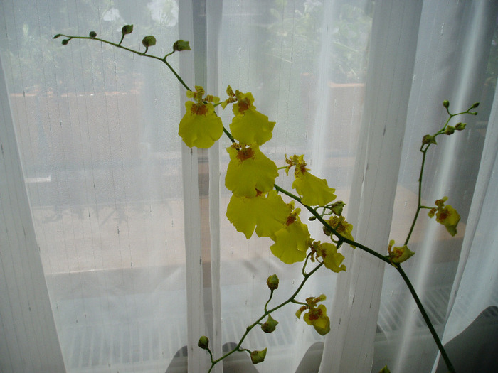 P1010028 - flori 2011