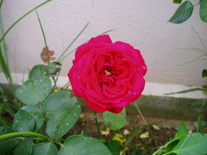 P1010061