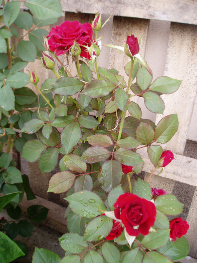 P1010037