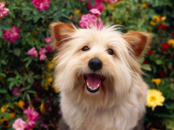 00% Pure Attention, Terrier Mix