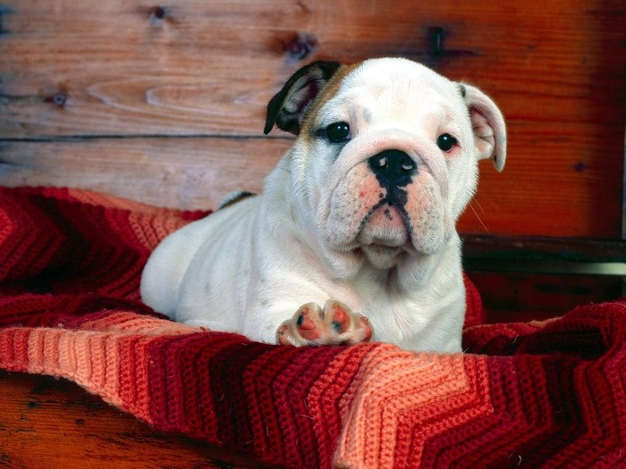 A Comfy Drawer, Bulldog Puppy - Poze cu catei