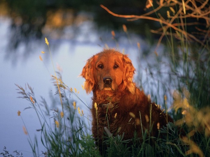 A Golden Sunset