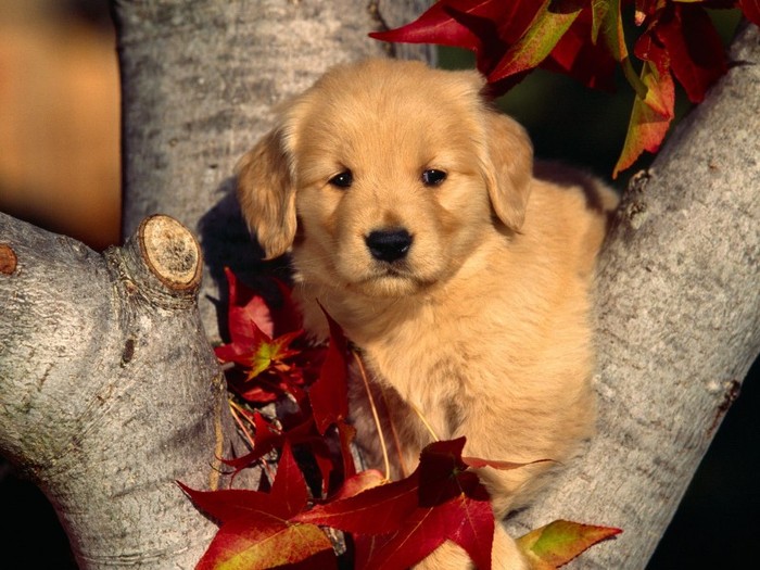 A Little Autumn Sweetness