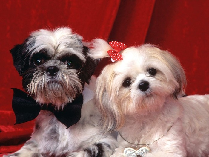 Annie & Patricia, Shih Tzus