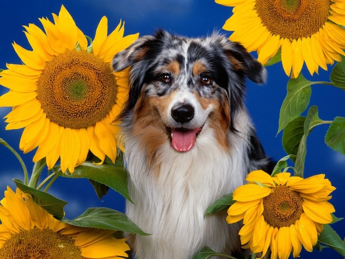 Australian Shepherd - Poze cu catei