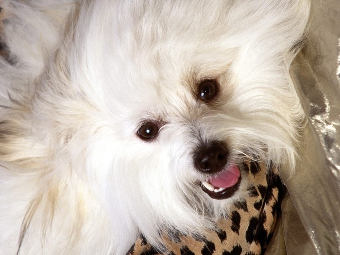 Baby, Coton D\' Tulear - Poze cu catei