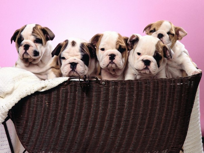 Basket Cases