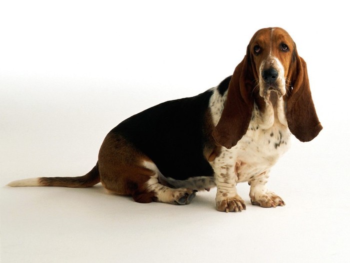 Basset Hound - Poze cu catei