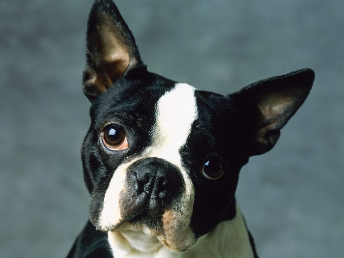 Boston Terrier