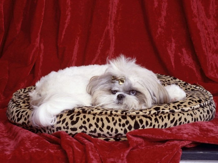 Darling, Shih Tzu