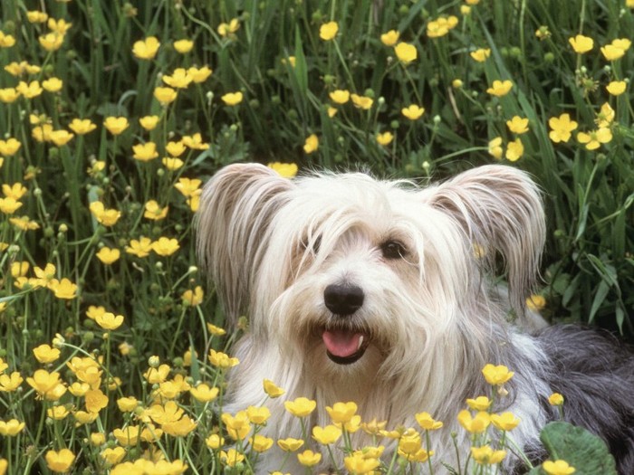 Dog Day Afternoon