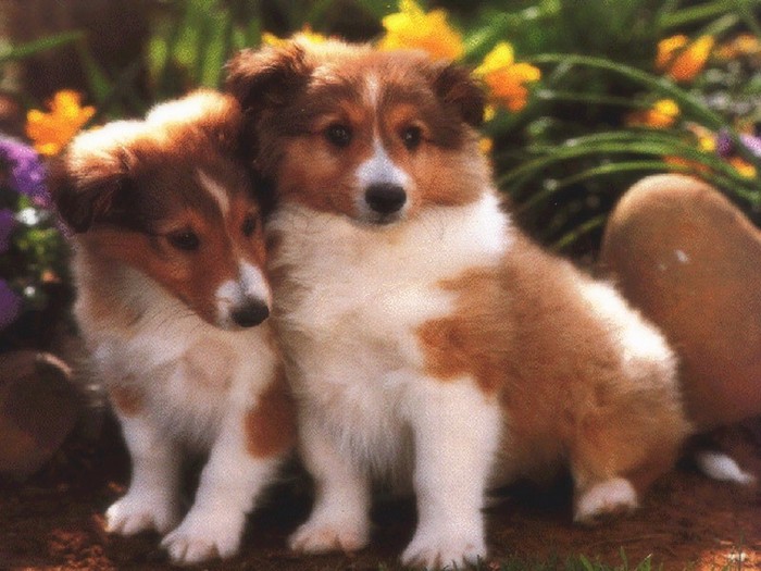 dogs1
