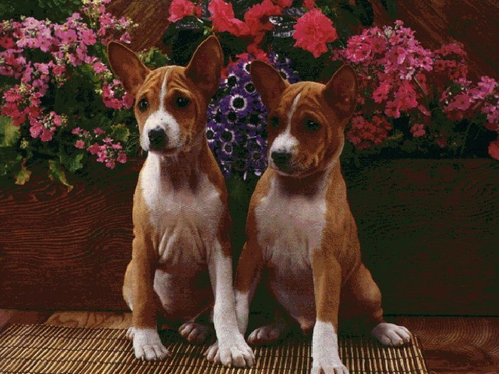 dogs dogs